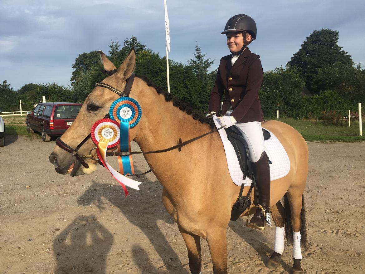 Tysk Sportspony Chic design Højgård billede 13