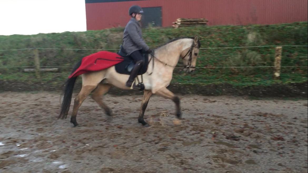 Tysk Sportspony Chic design Højgård billede 14