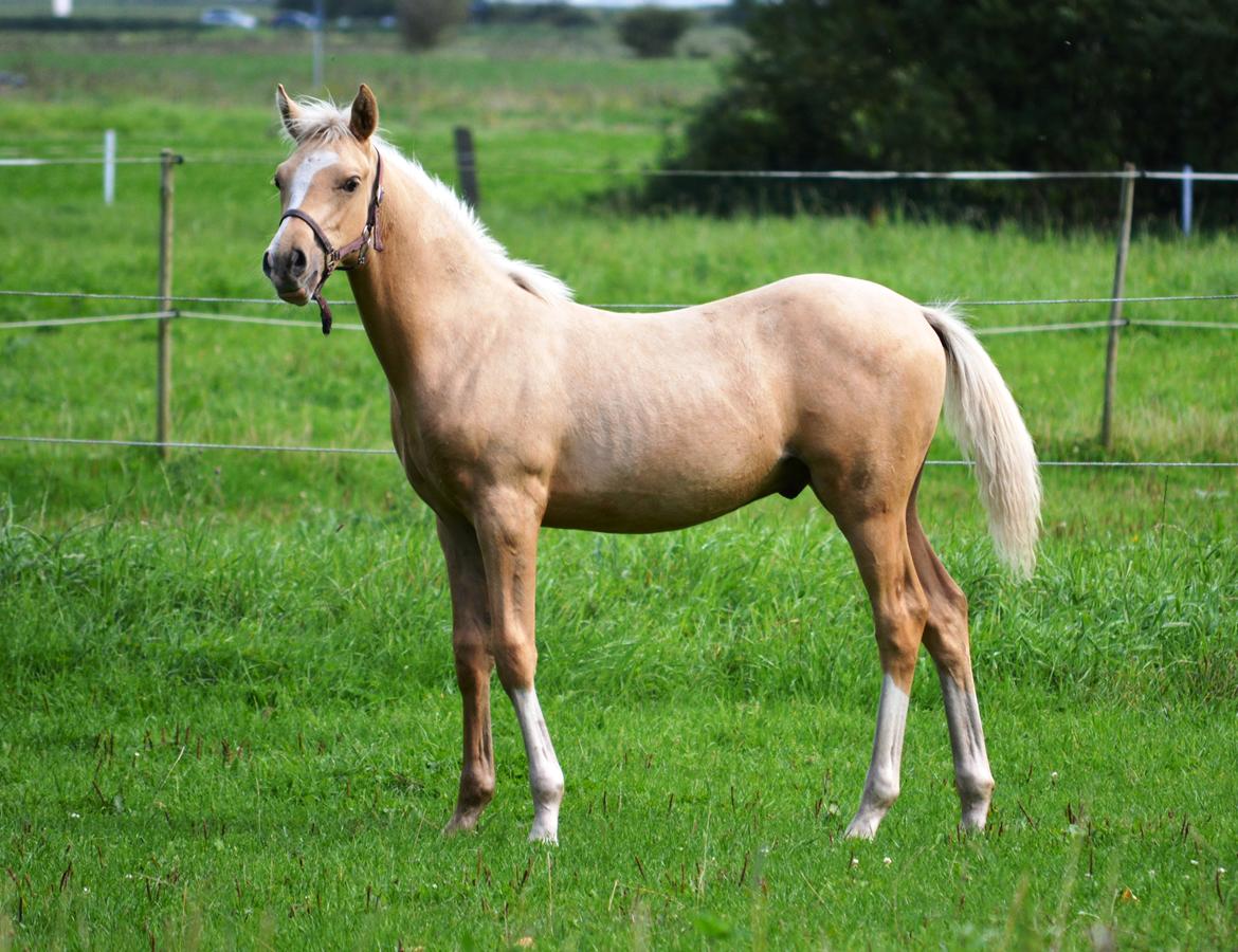 DSP Lykkebo Dirty Dancing billede 27