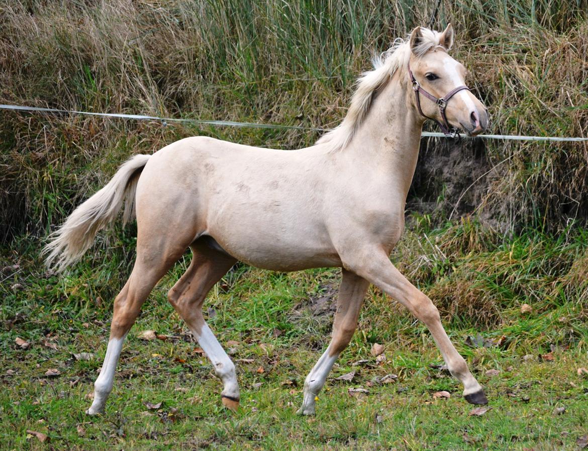 DSP Lykkebo Dirty Dancing billede 28