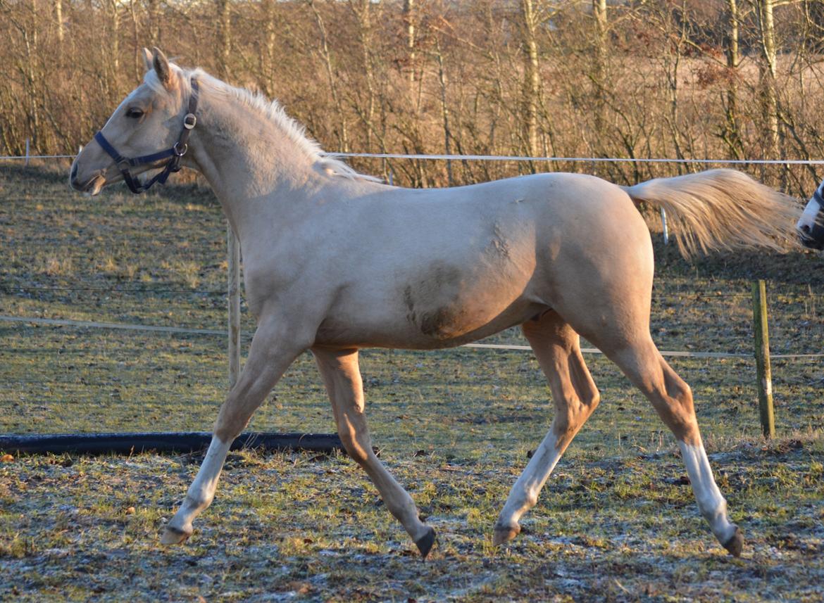 DSP Lykkebo Dirty Dancing billede 29