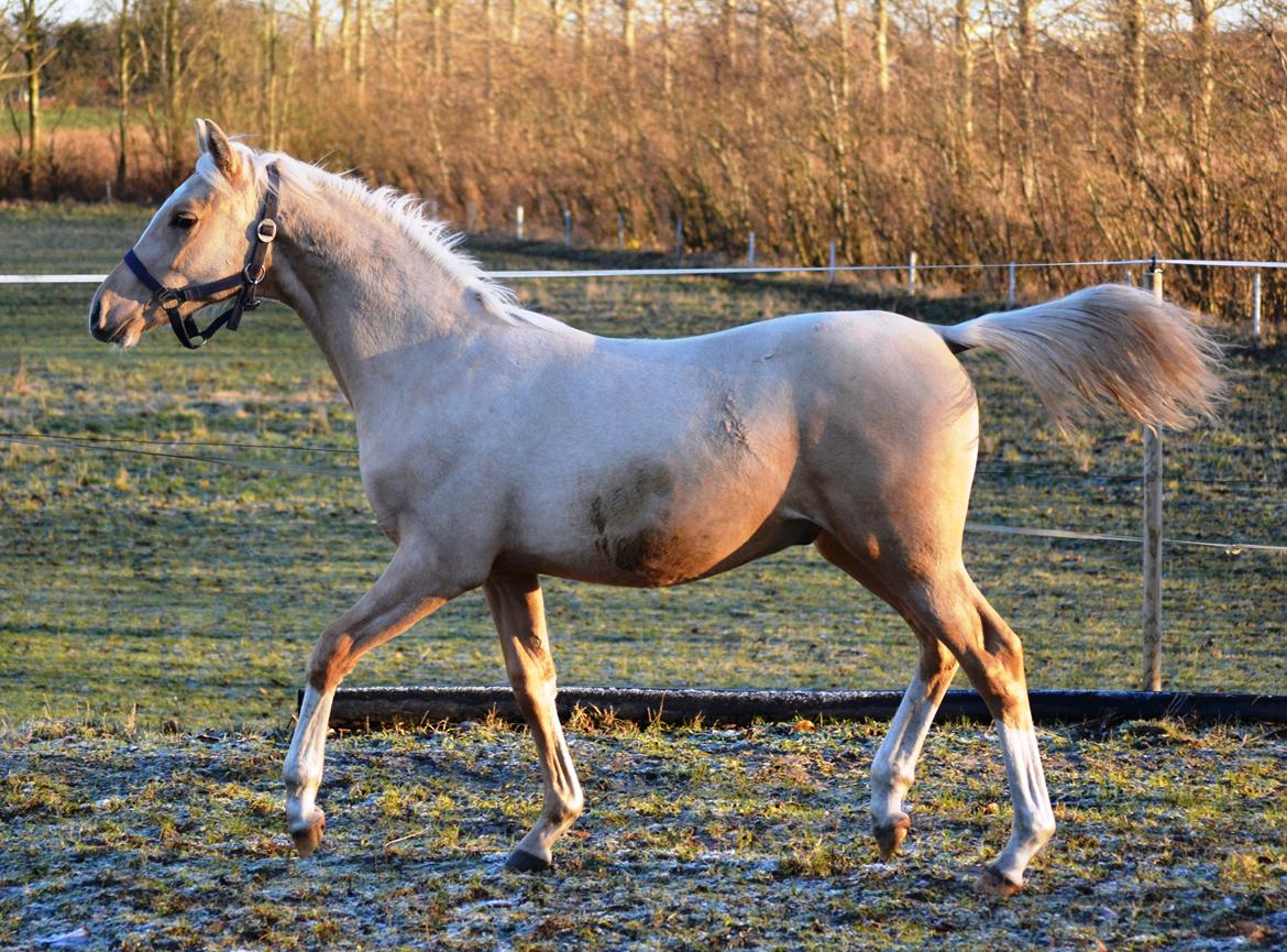 DSP Lykkebo Dirty Dancing billede 30