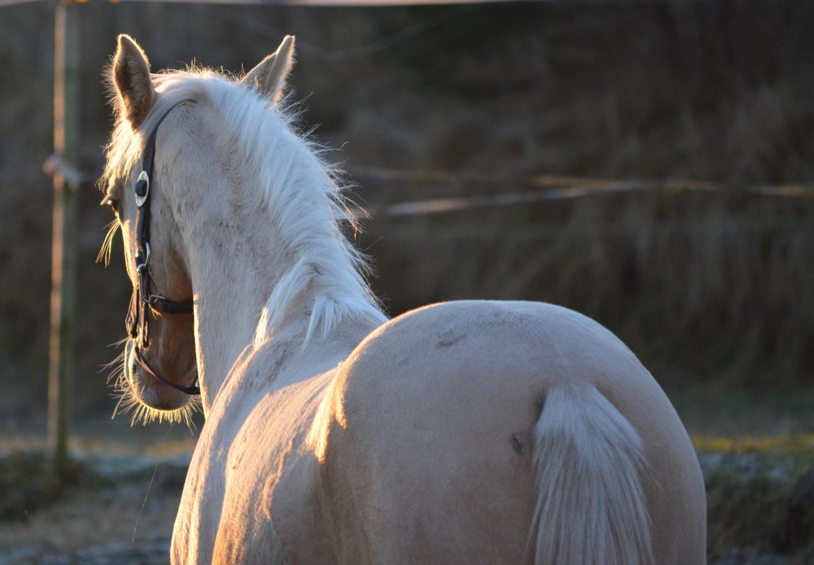 DSP Lykkebo Dirty Dancing billede 31