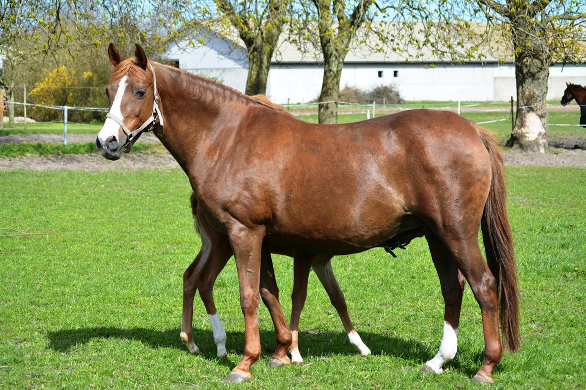 DSP Beverly EBSDH 224 billede 14