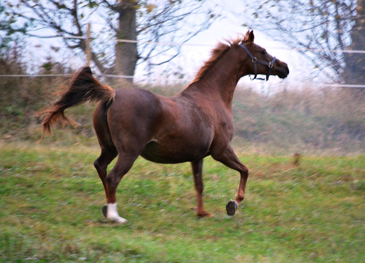 DSP Beverly EBSDH 224 billede 15