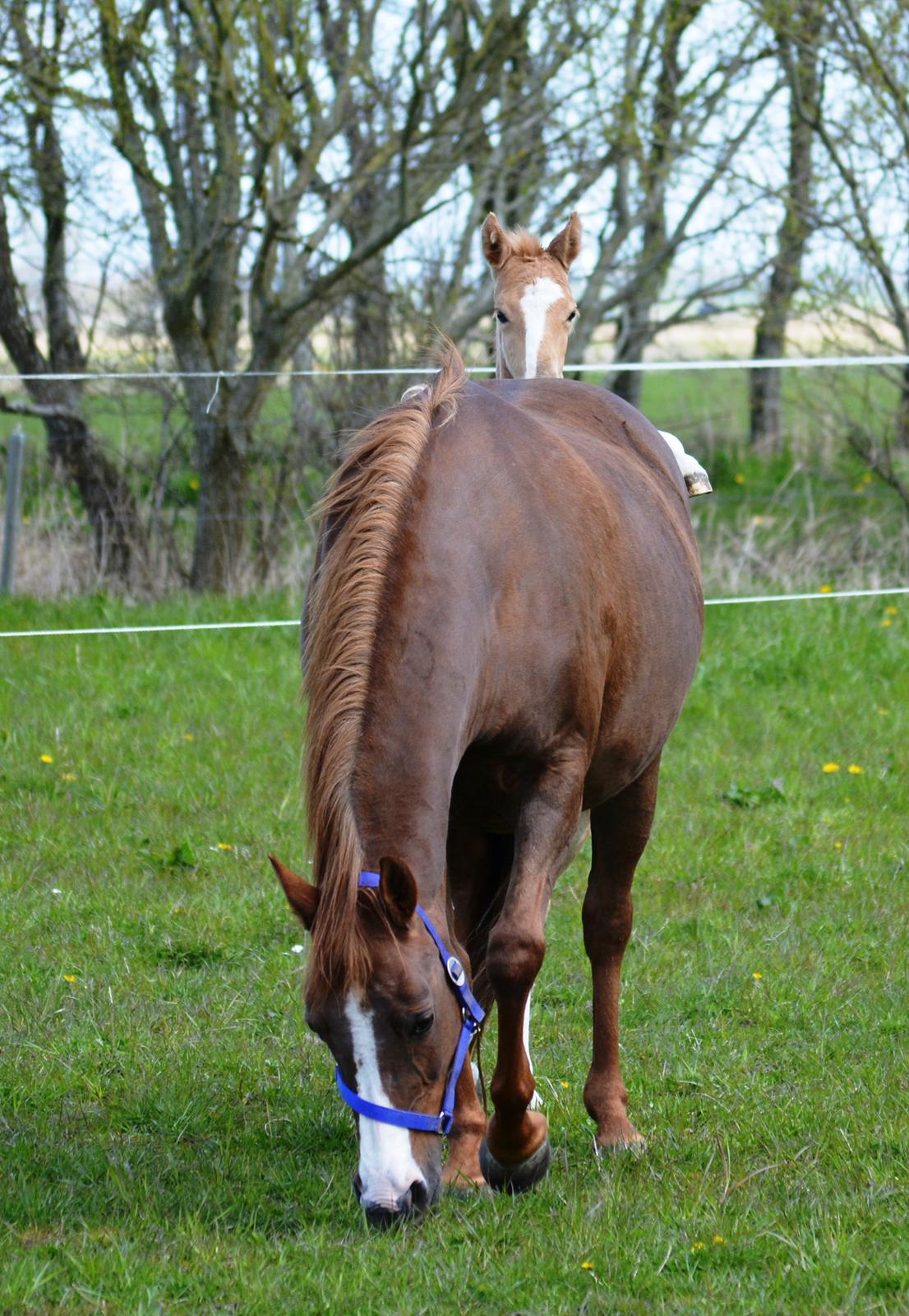 DSP Beverly EBSDH 224 billede 16