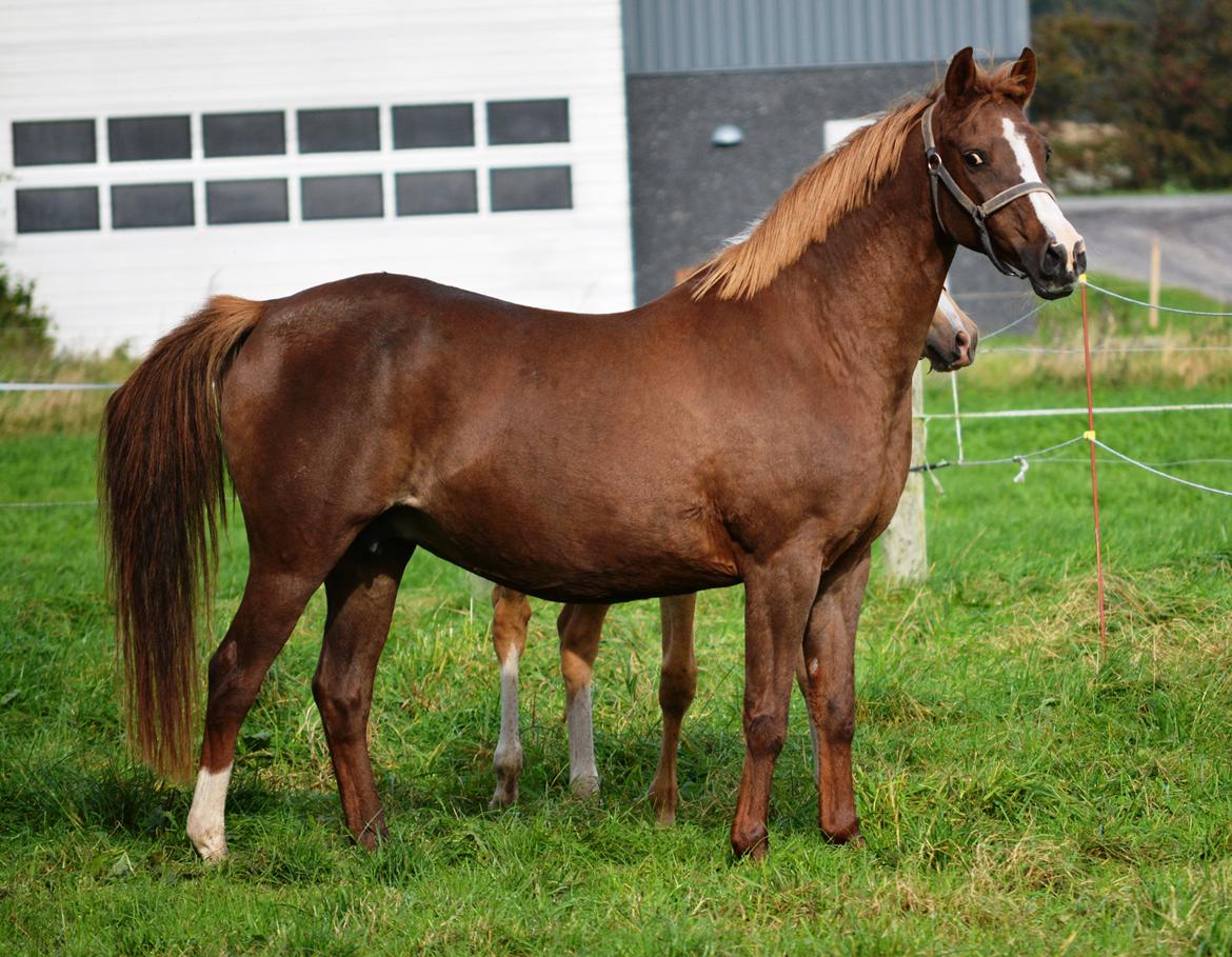 DSP Beverly EBSDH 224 billede 17