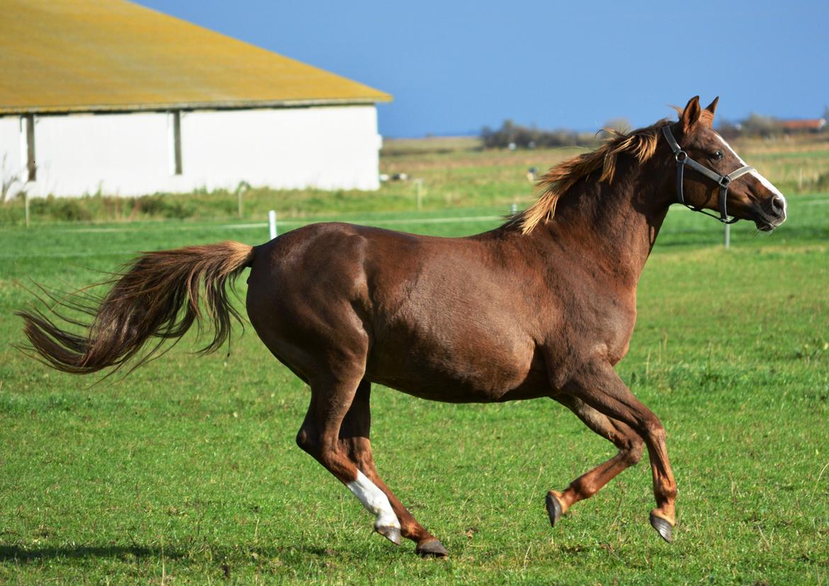 DSP Beverly EBSDH 224 billede 18