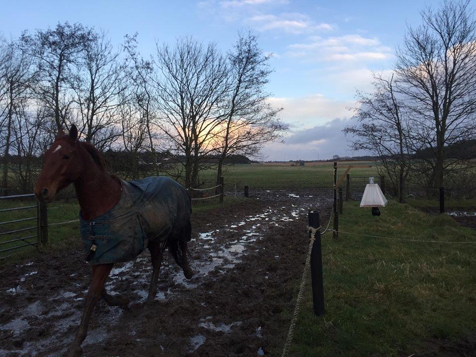 Anden særlig race Balu billede 10