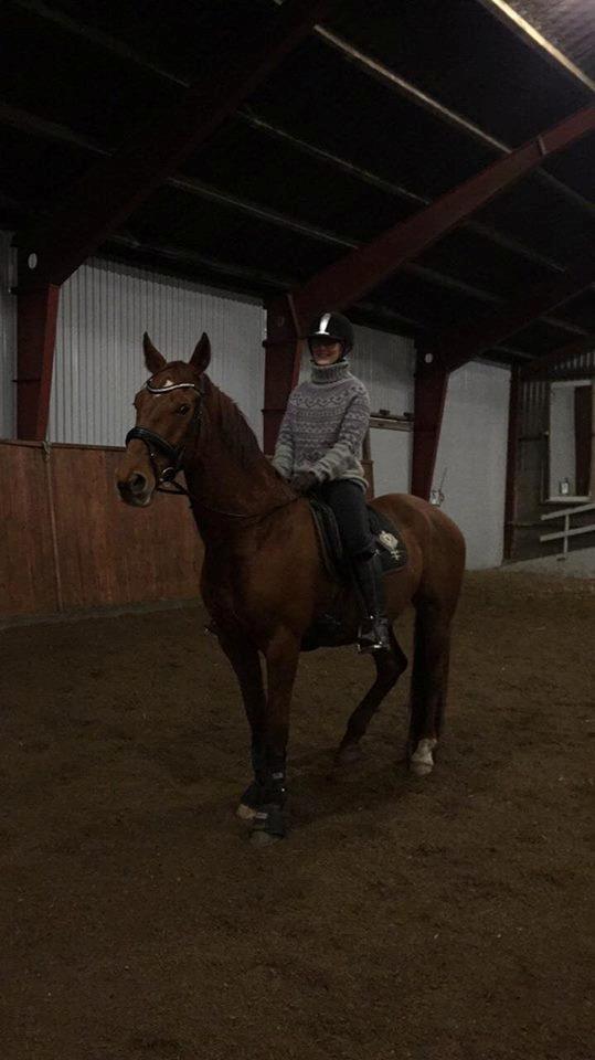 Anden særlig race Balu - 26 december ridning <3 Han er blevet så god <3 billede 11
