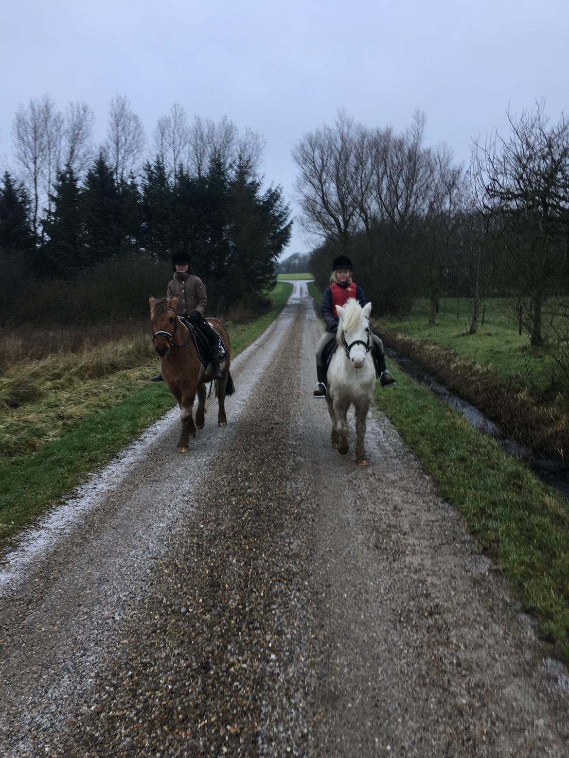 Anden særlig race Cody - Cody på tur 1.gang uden trækker og kun 2.gang han er på tur billede 6