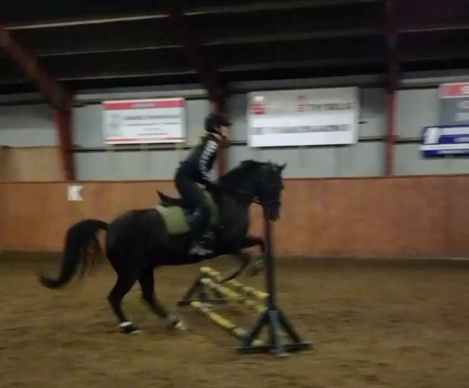 DSP Bæklunds Boy (pony jeg red) billede 5