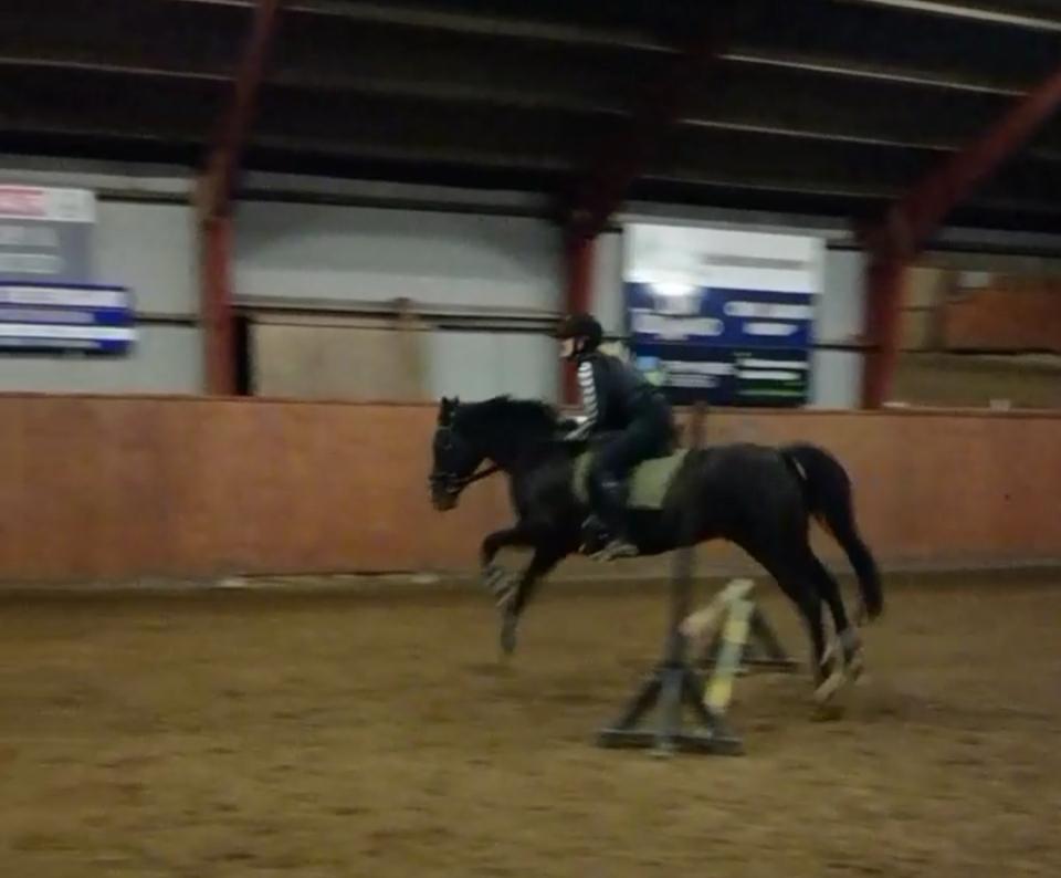 DSP Bæklunds Boy (pony jeg red) - Har desværre ikke nogen fantastiske springbilleder endnu. Men en af de første springtimer <3 billede 4