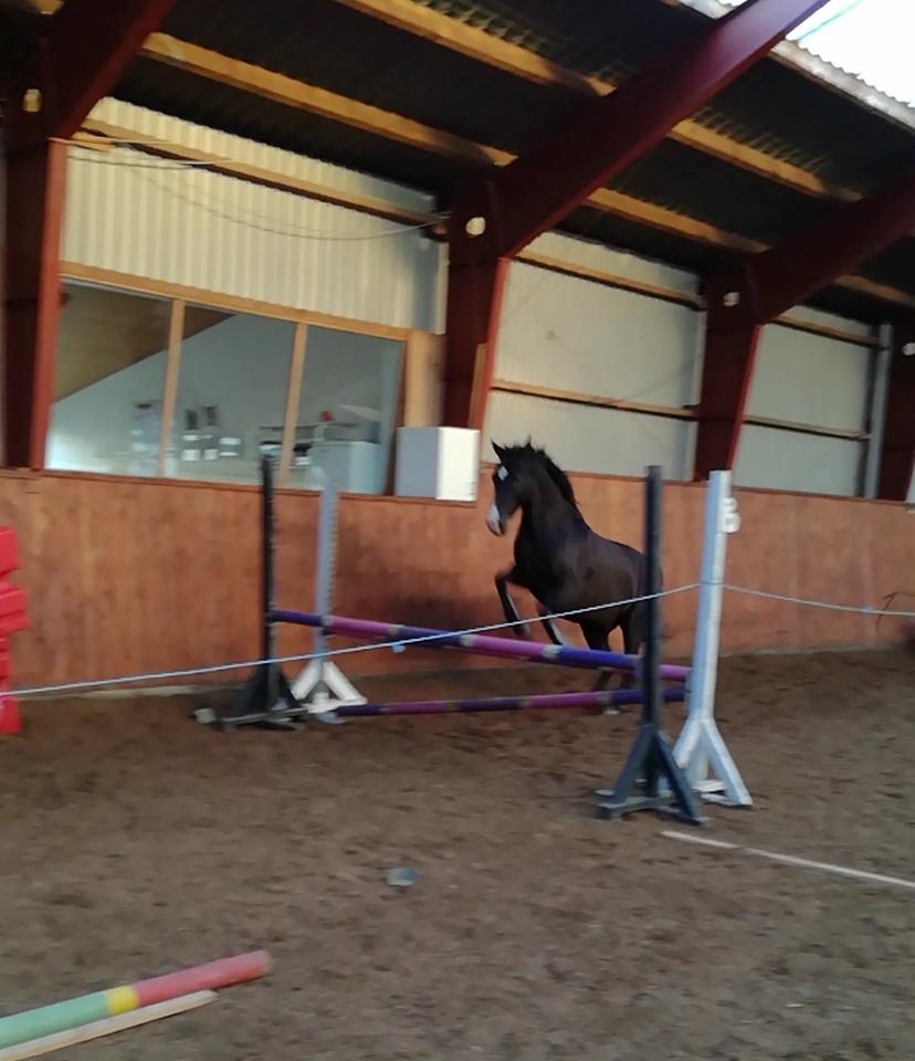 DSP Bæklunds Boy (pony jeg red) - Boy løssprang 1 meter så let som ingenting billede 11