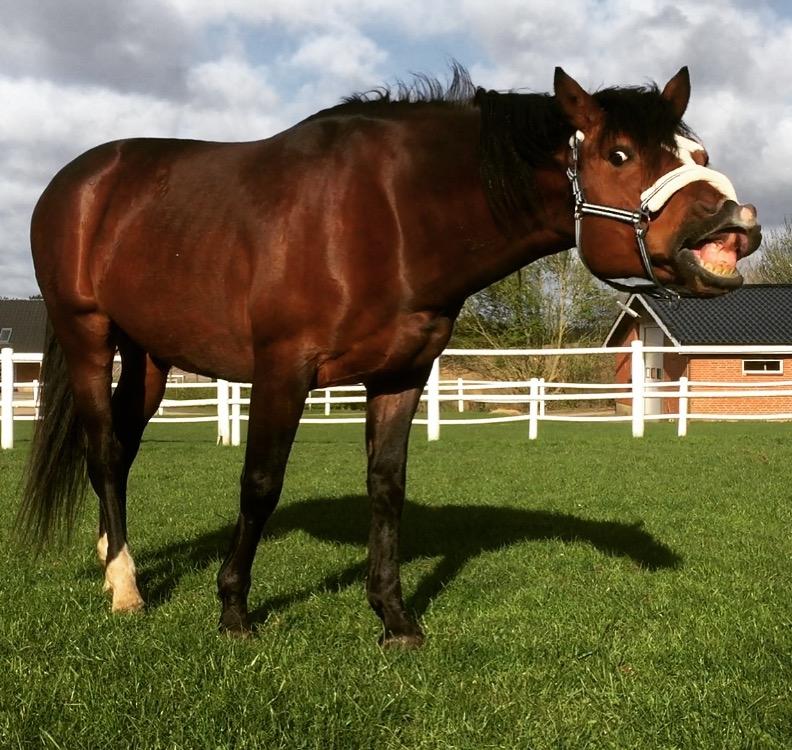 Dansk Varmblod Santos billede 10