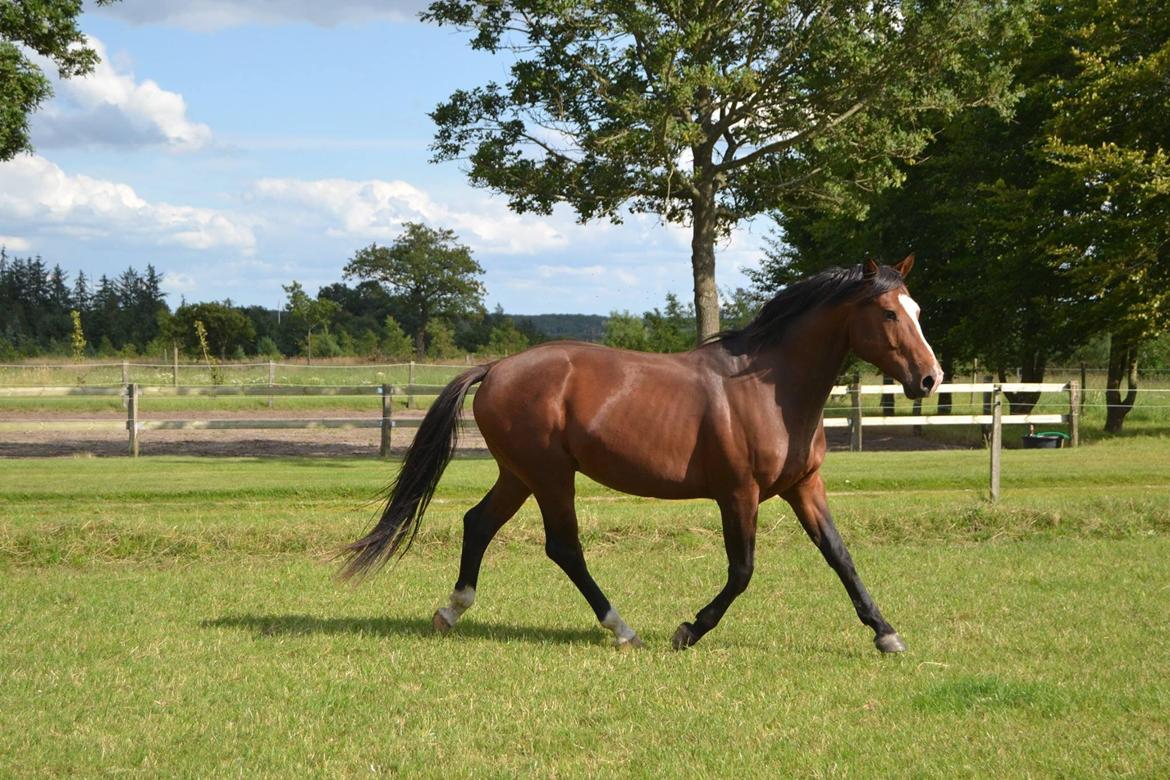 Dansk Varmblod Santos billede 20