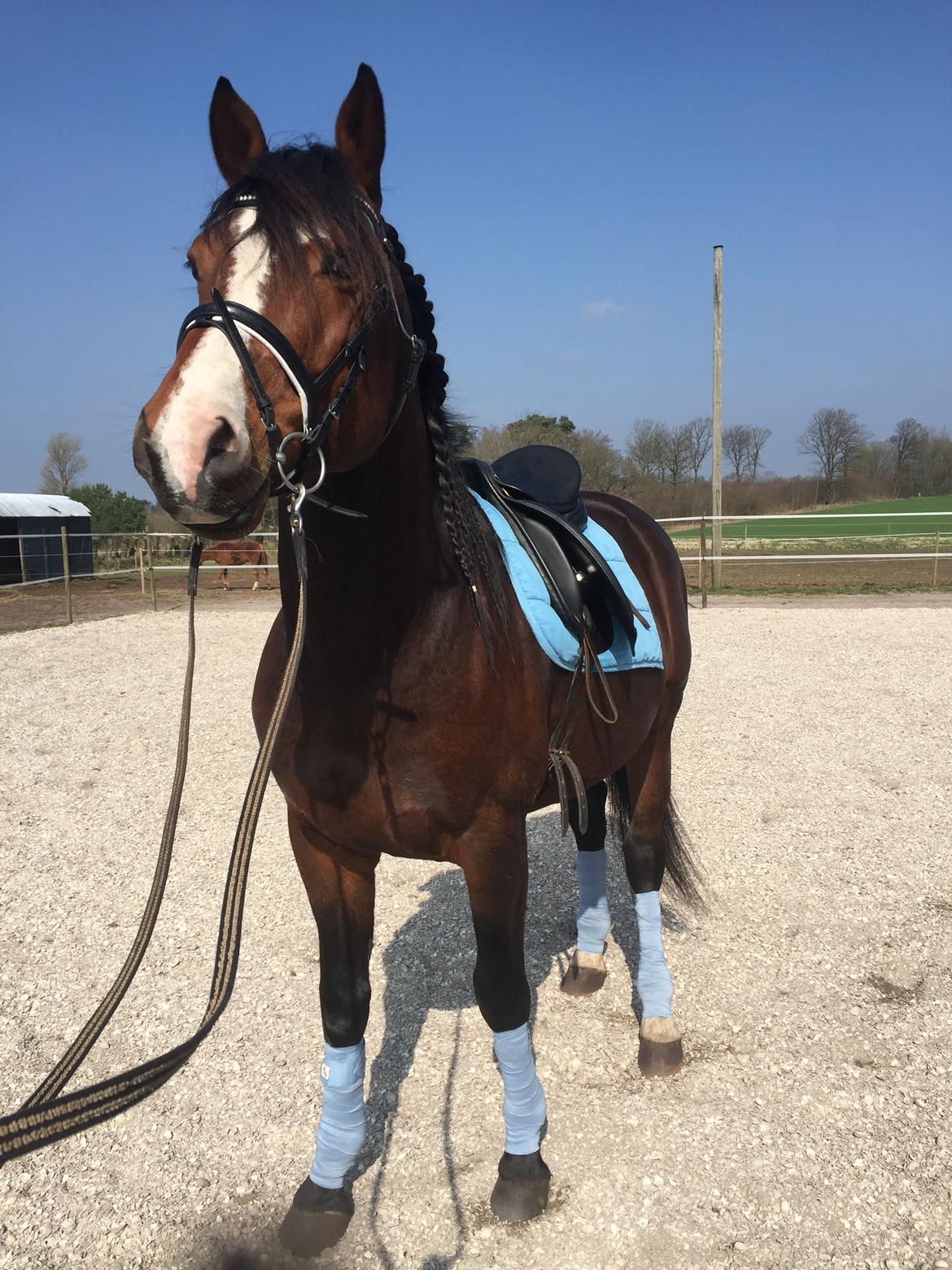 Dansk Varmblod Santos billede 12