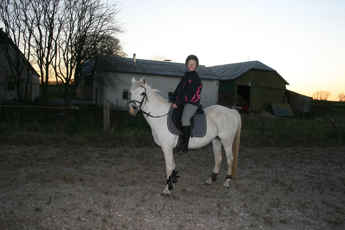 Welsh Mountain (sec A) Wendy - Første ridetur billede 2