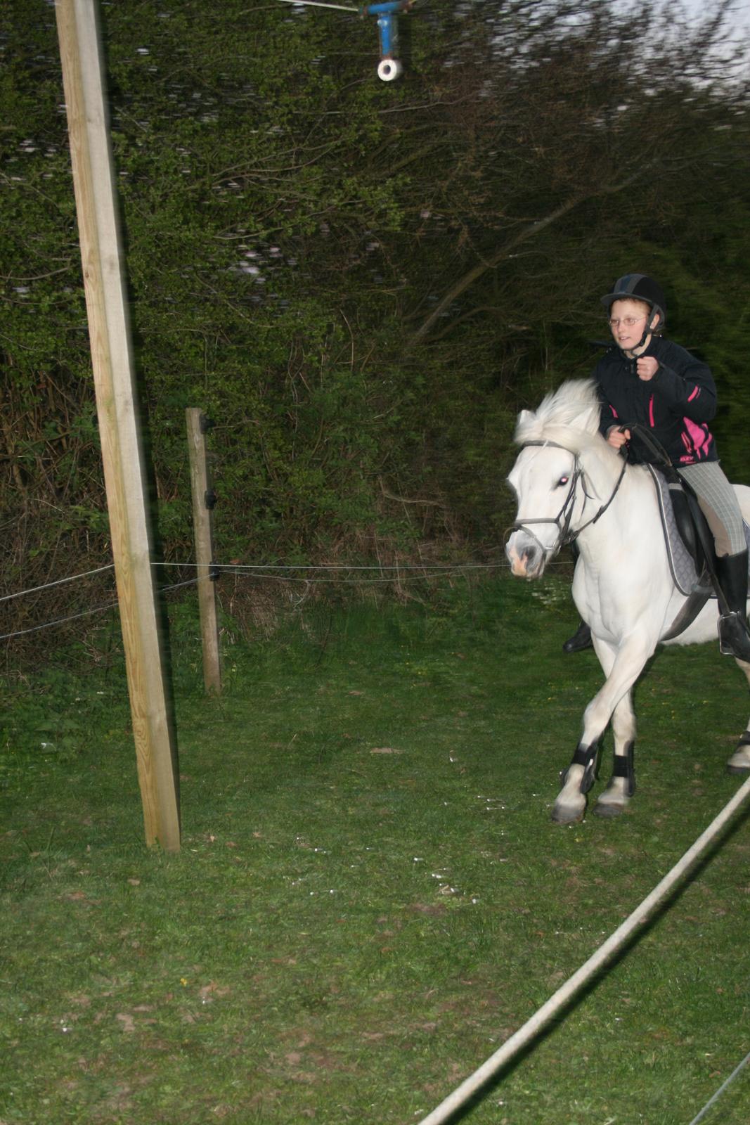 Welsh Mountain (sec A) Wendy - Wendy var super god til ringridning billede 3