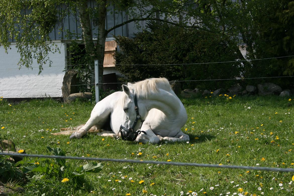 Welsh Mountain (sec A) Wendy - Hun var lidt tyk og bar mundkurv xD  billede 4