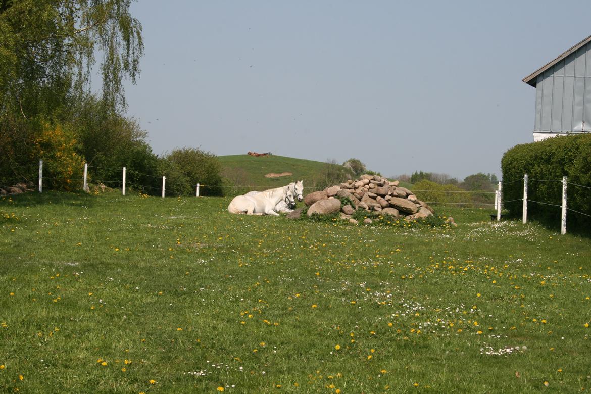 Welsh Mountain (sec A) Wendy - En lur til Dixie og Wendy <3 billede 5