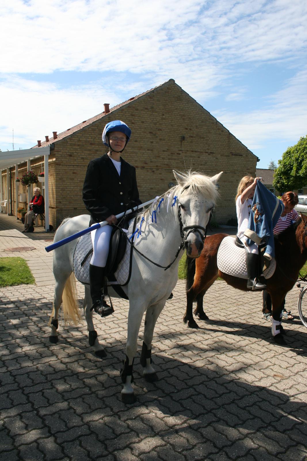 Welsh Mountain (sec A) Wendy billede 6