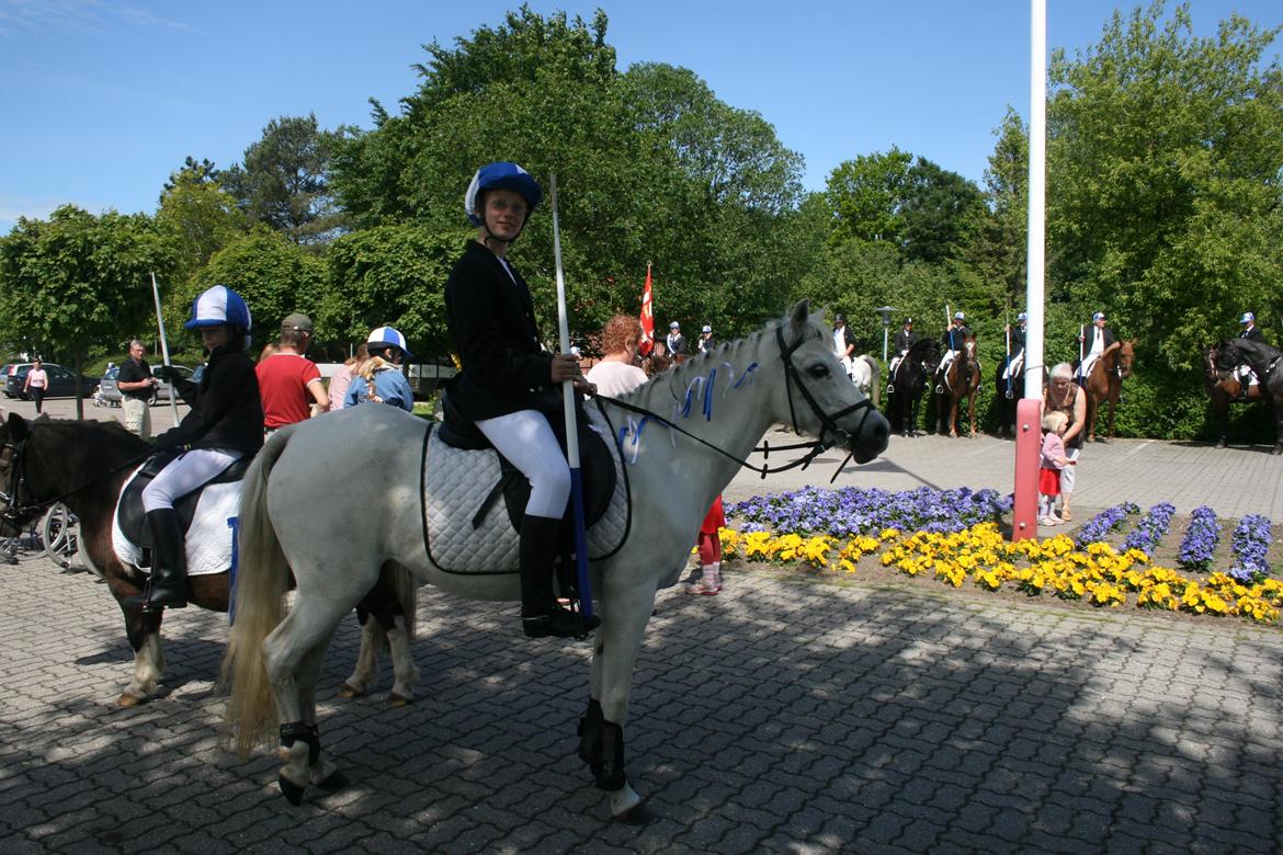 Welsh Mountain (sec A) Wendy billede 8