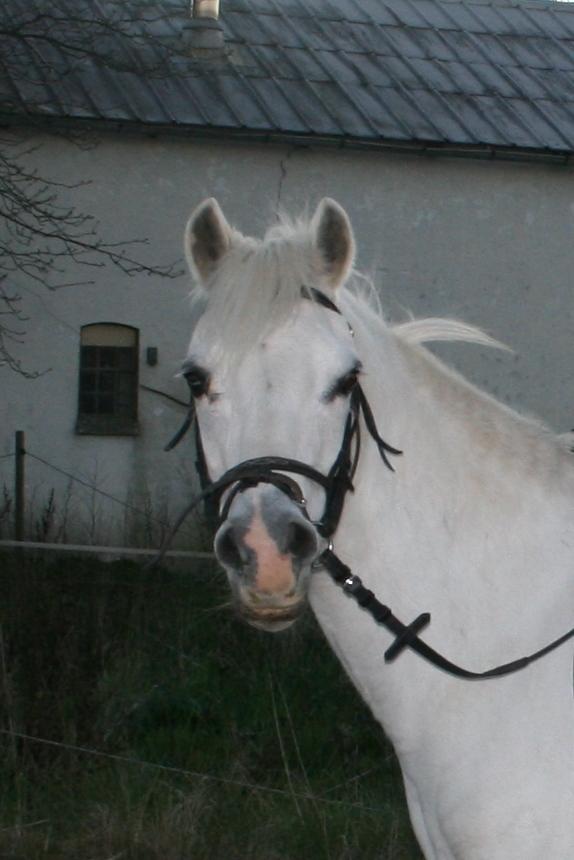 Welsh Mountain (sec A) Wendy - Sødeste Wendy billede 1