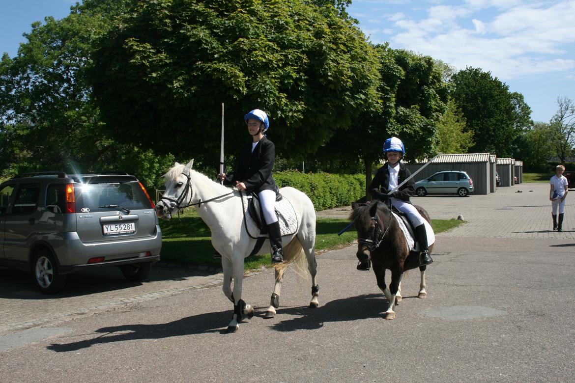 Welsh Mountain (sec A) Wendy - Ringridning 7. plads billede 9