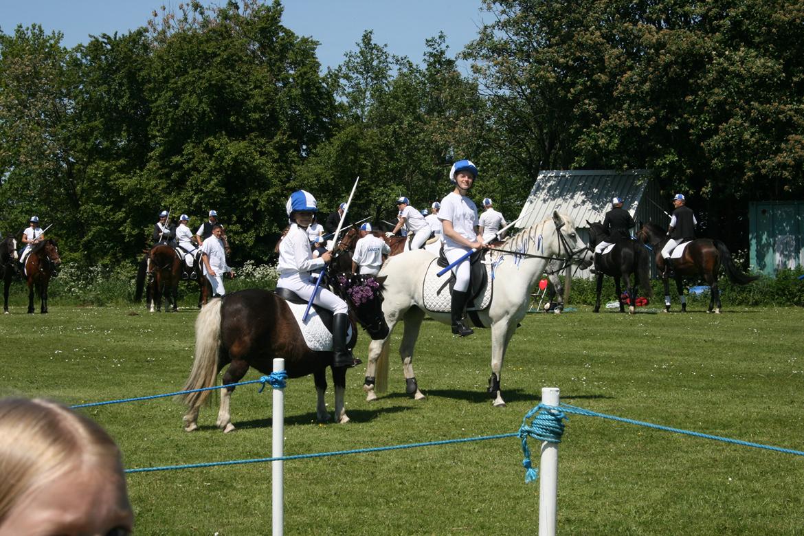 Welsh Mountain (sec A) Wendy billede 11