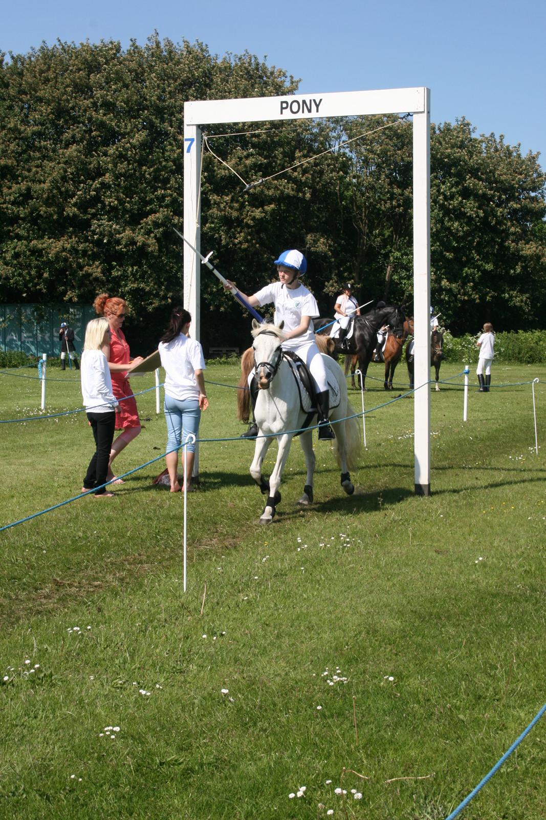 Welsh Mountain (sec A) Wendy - Wuhu en ring billede 7