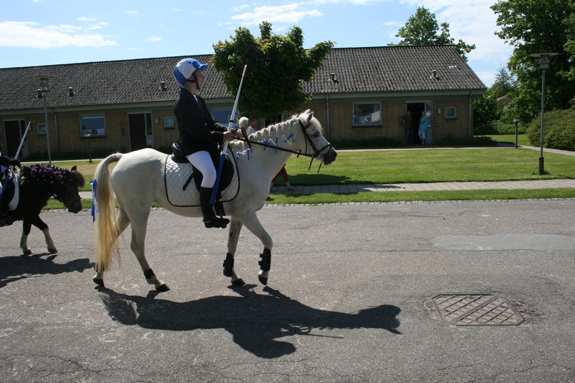 Welsh Mountain (sec A) Wendy billede 10