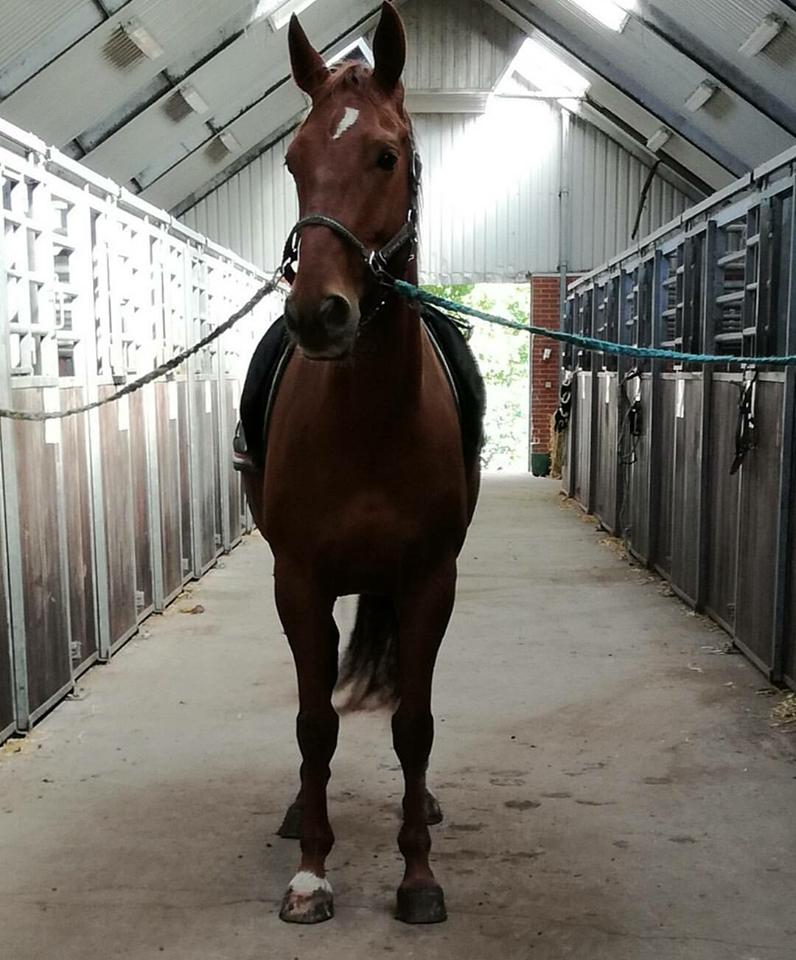 Anden særlig race Balu - lækre Balle <3 billede 5