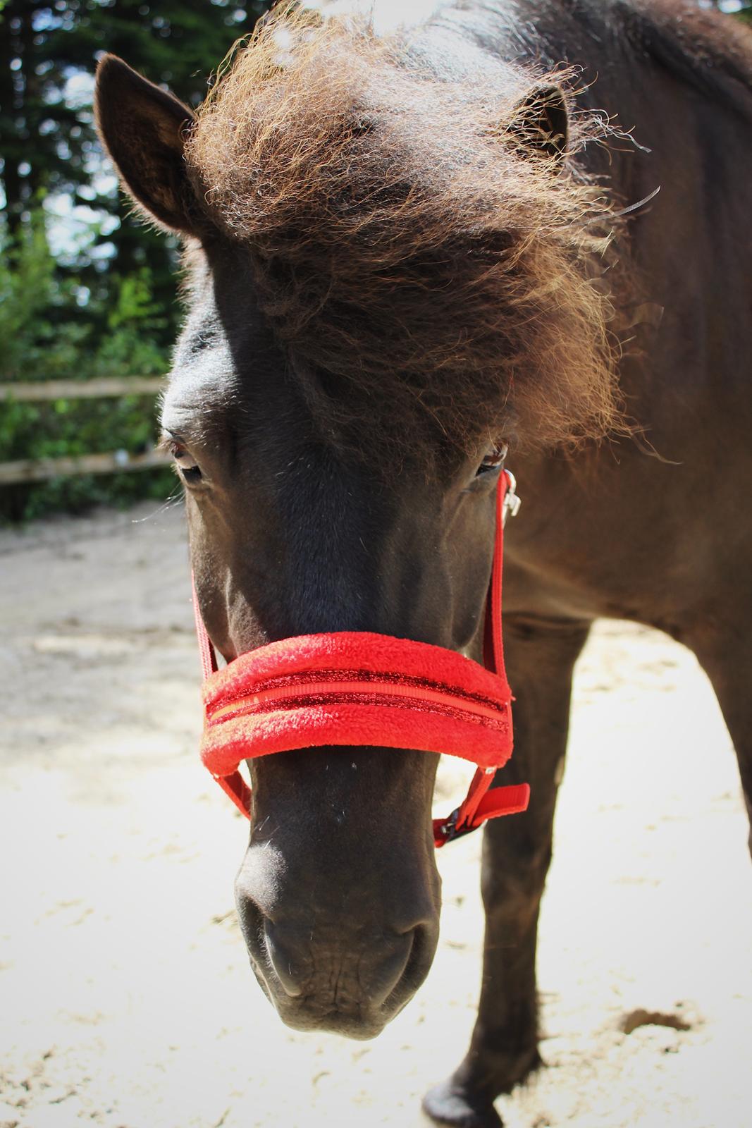 Islænder Godi fra Bakken  - Charme, selvtillid og lækkert hår ;)  billede 16