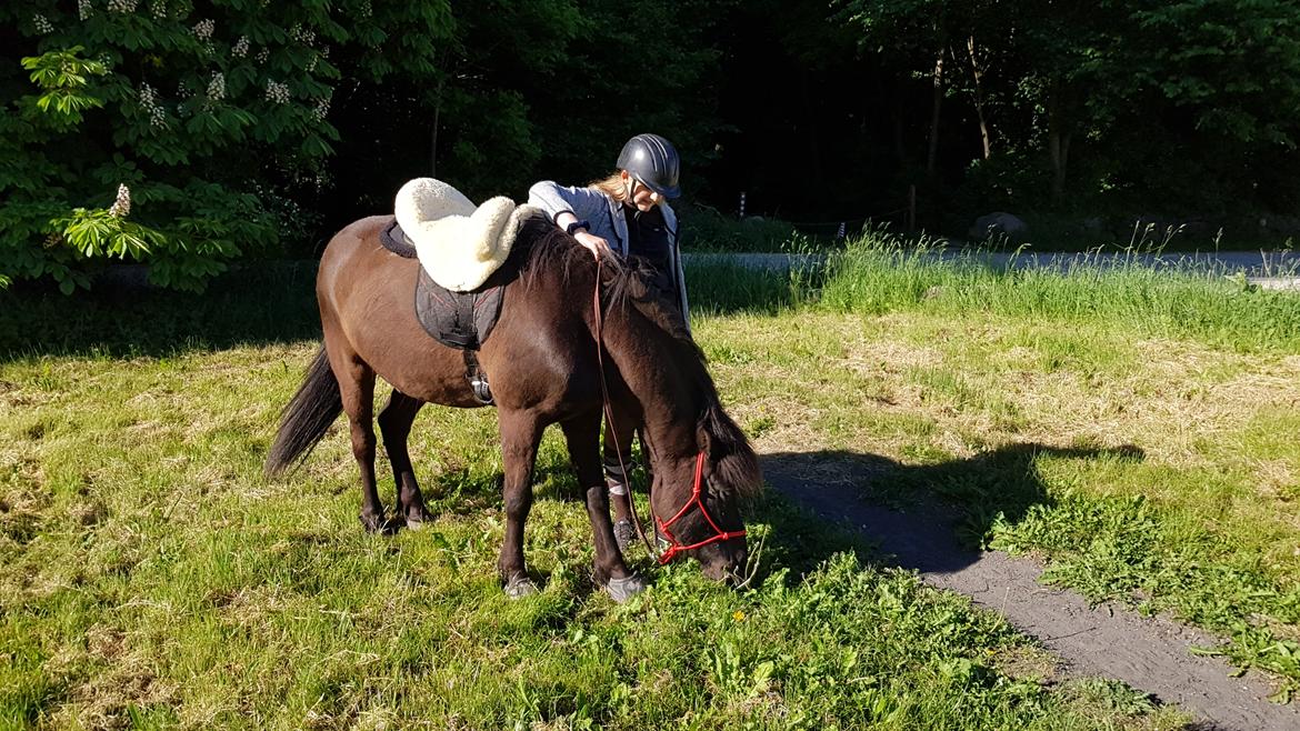 Islænder Godi fra Bakken  - Velkommen til Golles galleri :)  billede 1