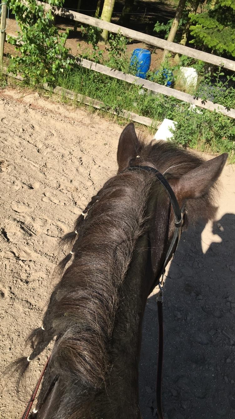 Islænder Godi fra Bakken  - Den bedste udsigt <3 billede 2