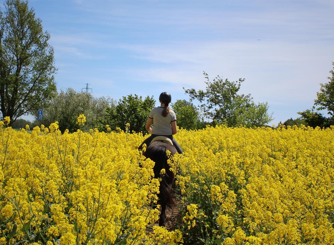 Islænder Godi fra Bakken  billede 4