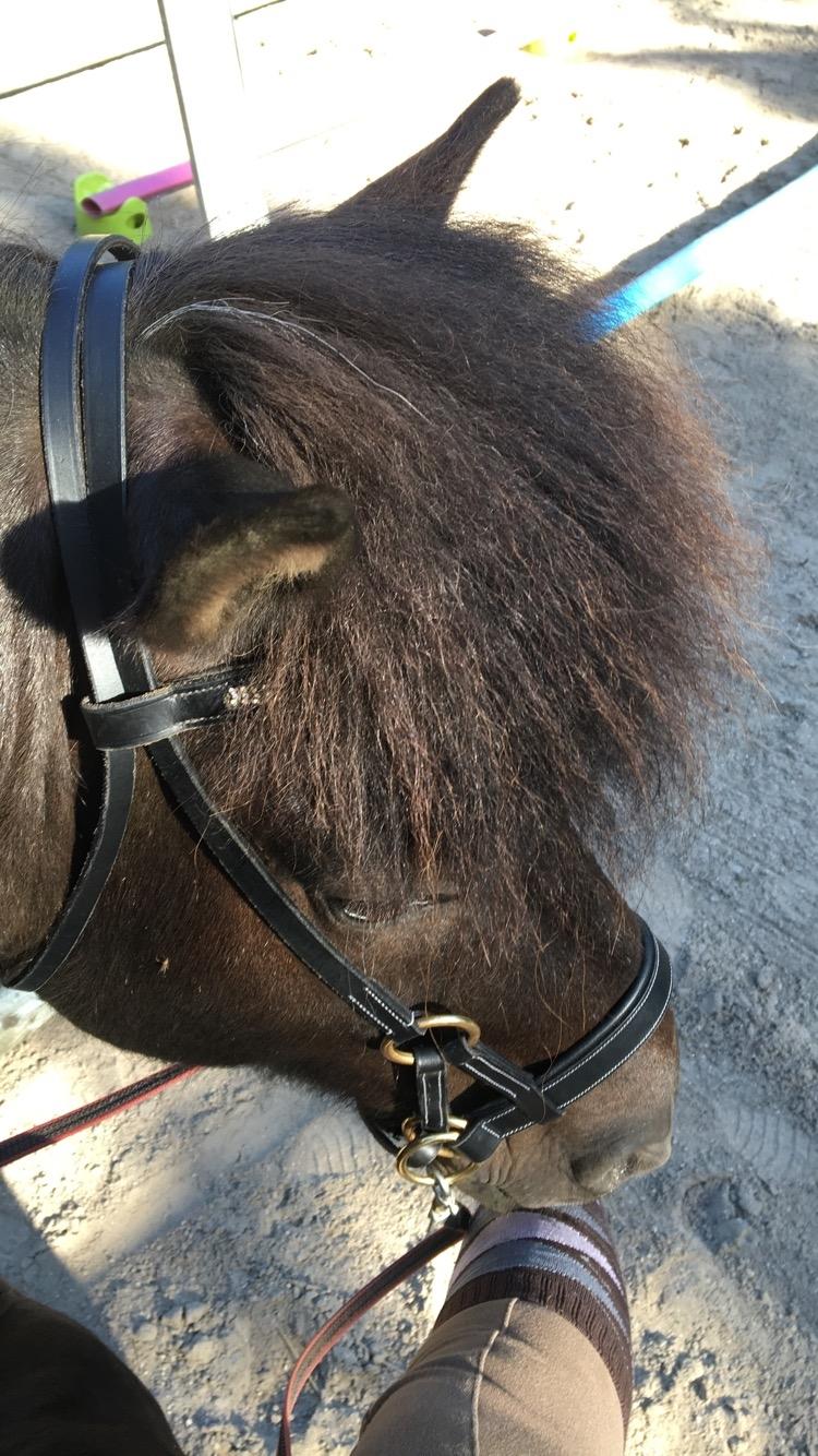 Islænder Godi fra Bakken  - Første gang vi red bidløst, han tog det så fint.  billede 3