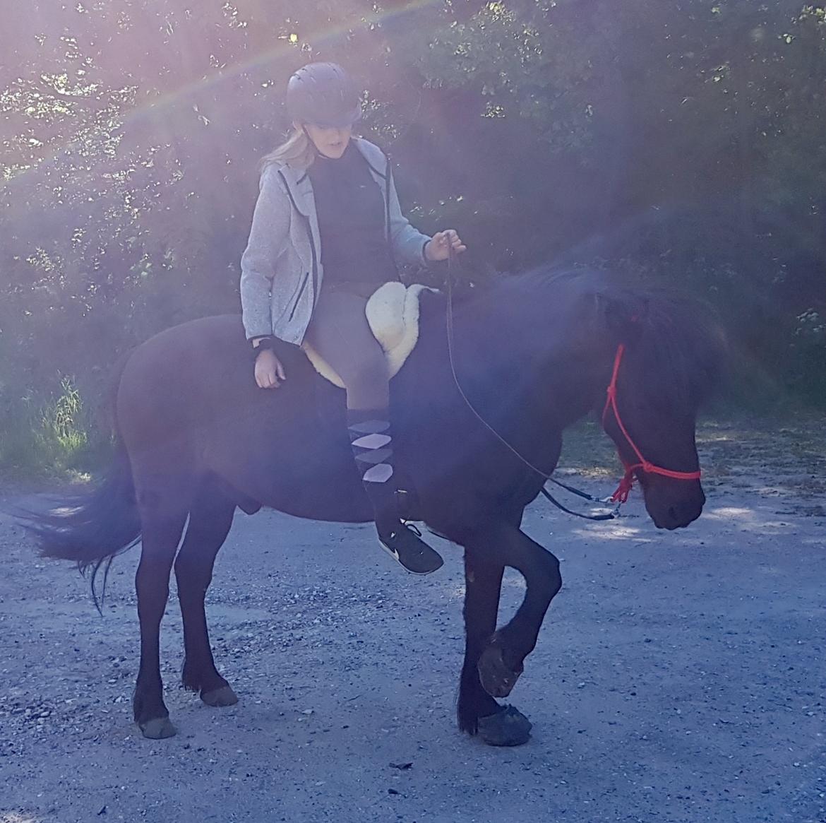 Islænder Godi fra Bakken  - Vores første skovtur bidløst <3 billede 6