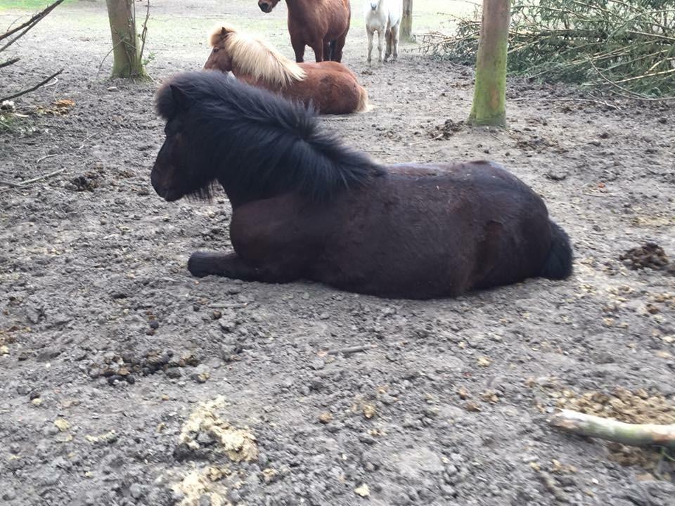 Islænder Godi fra Bakken  - Trætte basse <3 billede 7