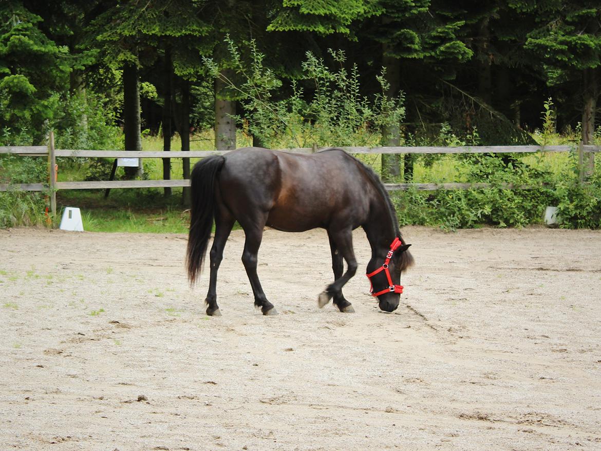 Islænder Godi fra Bakken  - Langbenede brumme, hehe  billede 8