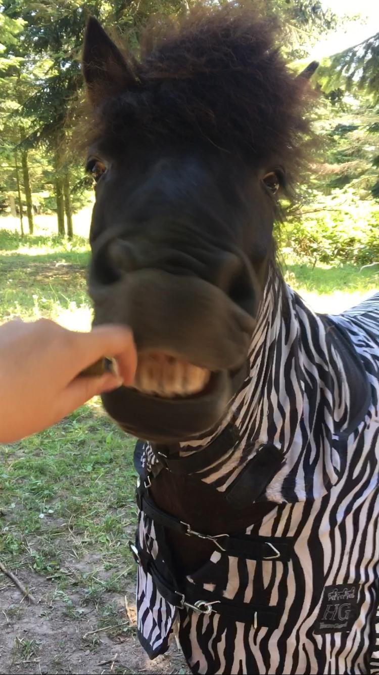 Islænder Godi fra Bakken  - Glad brumbasse :D billede 5