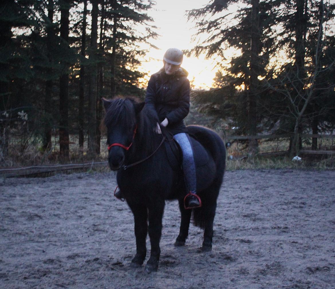 Islænder Godi fra Bakken  - Lille vinter trold.  billede 11