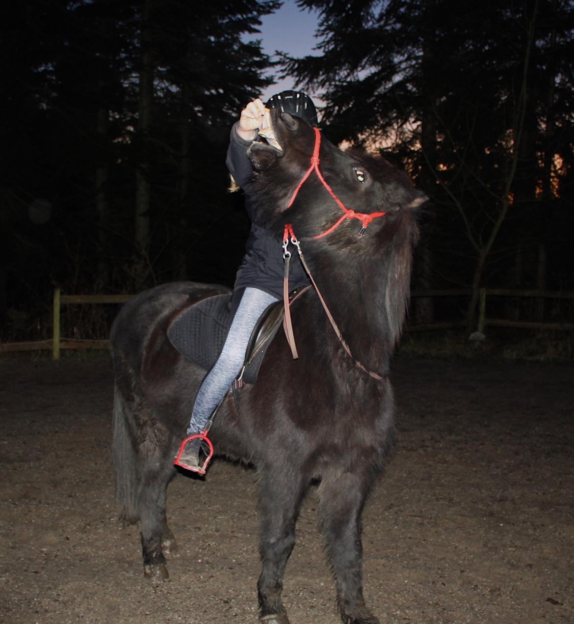 Islænder Godi fra Bakken  - Vi er ved at have styr på at smile fra ryggen af :)  billede 12