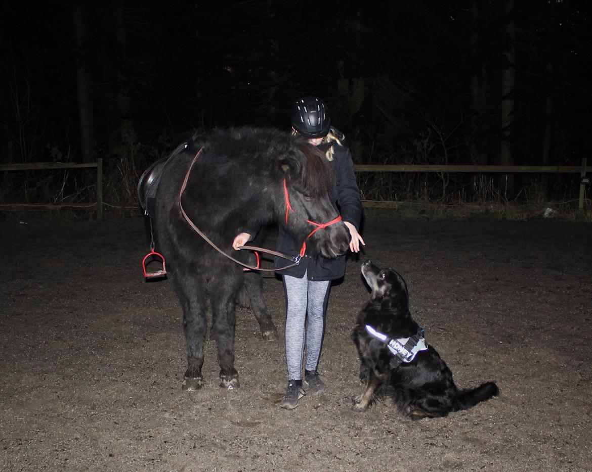 Islænder Godi fra Bakken  - To ud af tre af mine yndlings sammen. Godi og Molly <33  billede 13