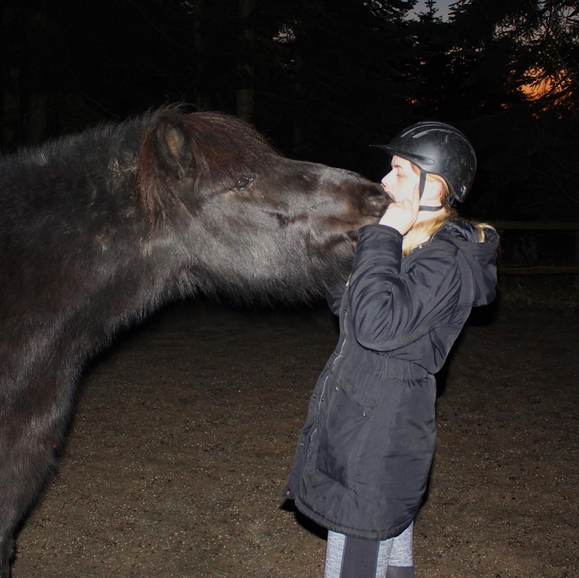 Islænder Godi fra Bakken  - <3 billede 14