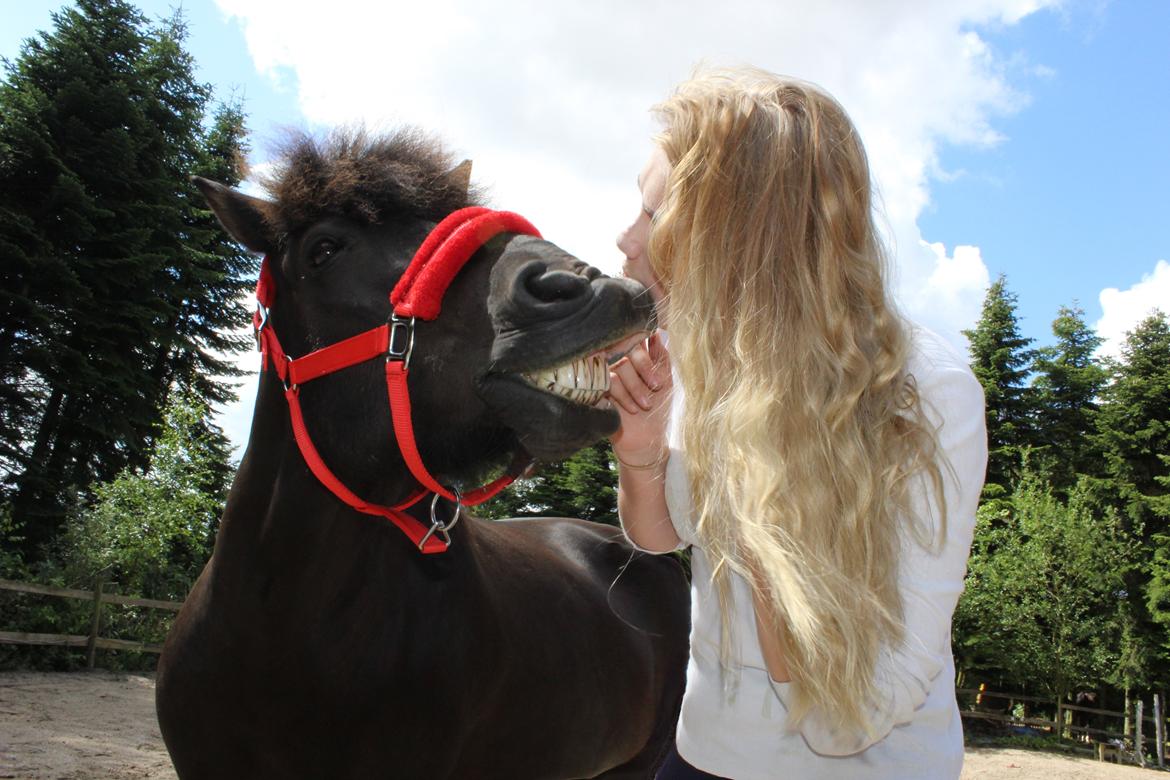 Islænder Godi fra Bakken  - Charmør, haha  billede 10
