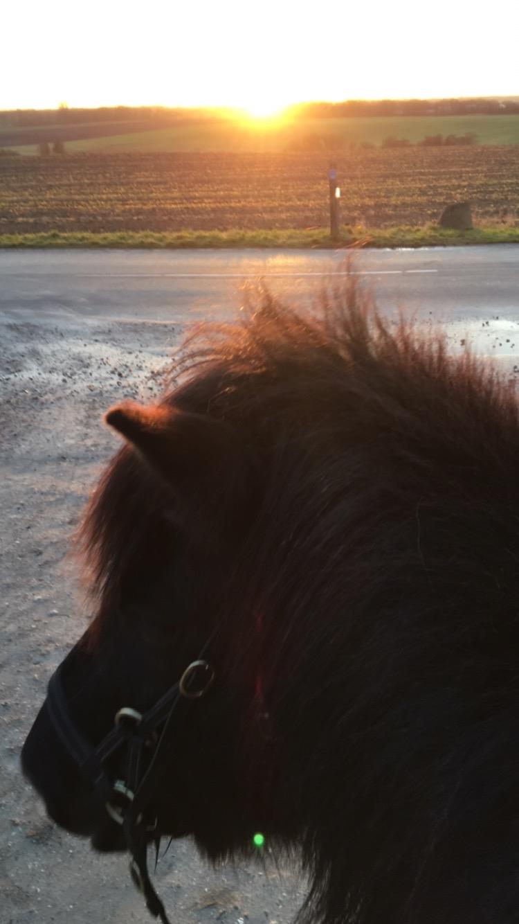 Islænder Godi fra Bakken  - Denne udsigt <33 billede 15