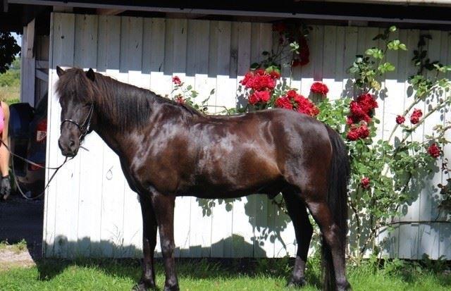 Islænder Godi fra Bakken  - Godi hos tidligere ejer  billede 17