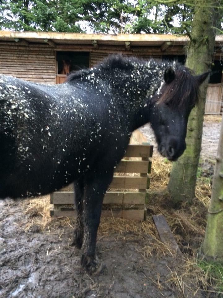 Islænder Godi fra Bakken  - Godmorgen, trold :D billede 19